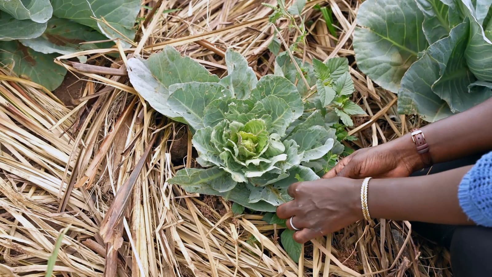 Cabbage eaten by pests.