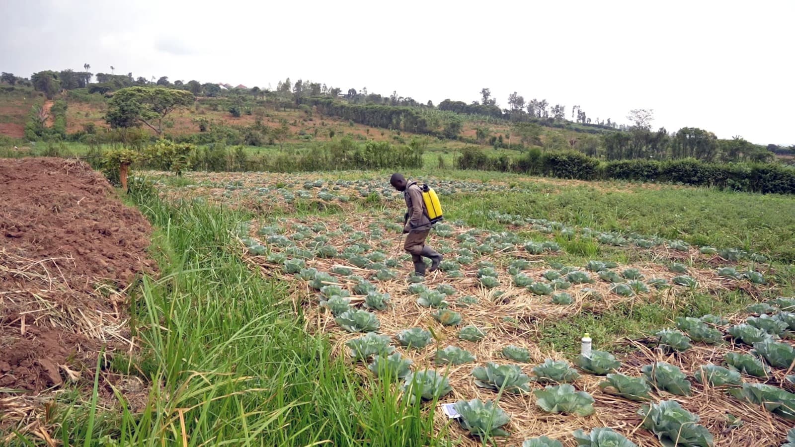 Farmer spraying crops with manual sparyer