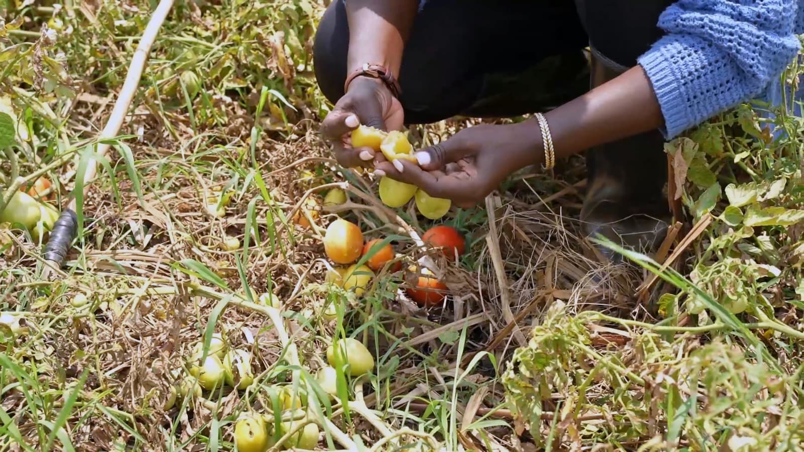 Farmer checking for tomato health